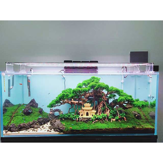 Hồ cá, bể cảnh thủy sinh để bàn (D38XR20XH20), Bể cá,hồ cá thủy sinh TẶNG kèm đá và cây