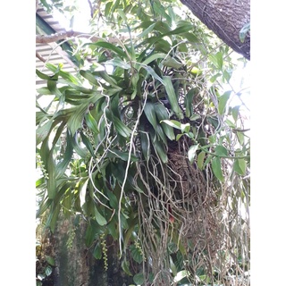 Phong lan Tam Bảo Sắc (hoa tháng 4 dễ trồng)
