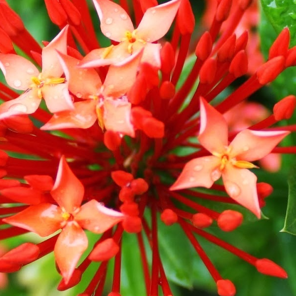 IXORA