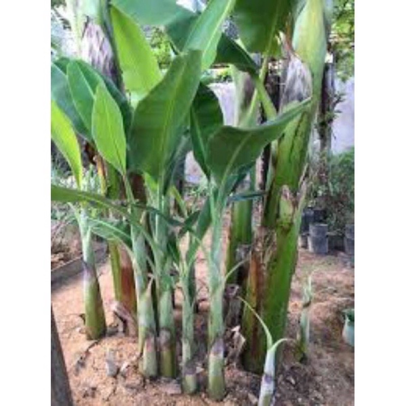 Cây chuối già giống - cây chuối già