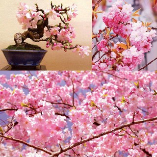 Hạt giống hoa Anh đào Nhật bản Yaezakura, hoa anh đào cánh kép10 hạt tỷ lệ nảy mầm cao