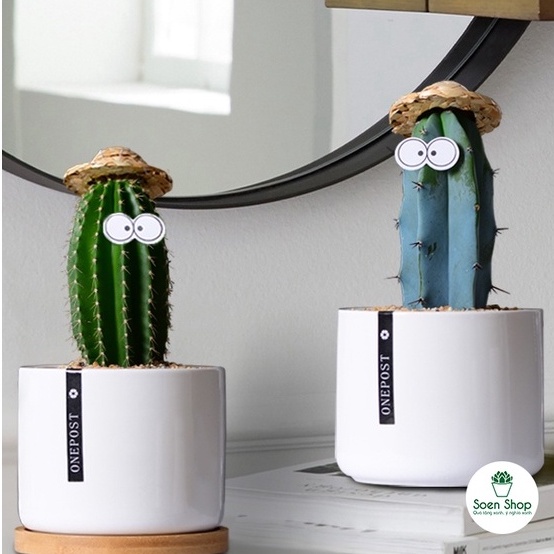 FREESHIP - Xương rồng trụ đủ loại - Sẵn chậu nhựa 7x7 - soen sen