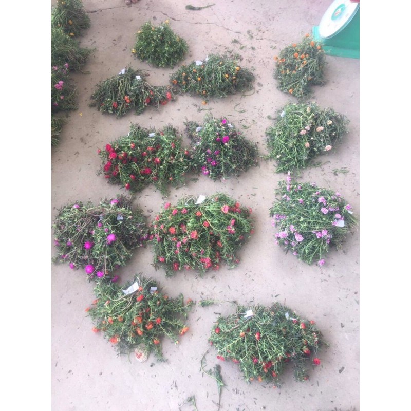 Combo 50 cành HOA MƯỜI GIỜ KÉP mix nhiều màu