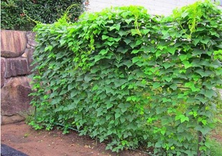 Hạt giống Đậu Rồng Siêu Trái RADO cao cấp, giàu dinh dưỡng, trái giòn ngọt