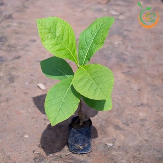 cây giống Giá Tỵ (gỗ tếch)