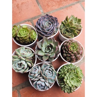[Sale Giá Rẻ ]Sen đá Trung Size 9 - 11cm ( giao ngẫu nhiên )