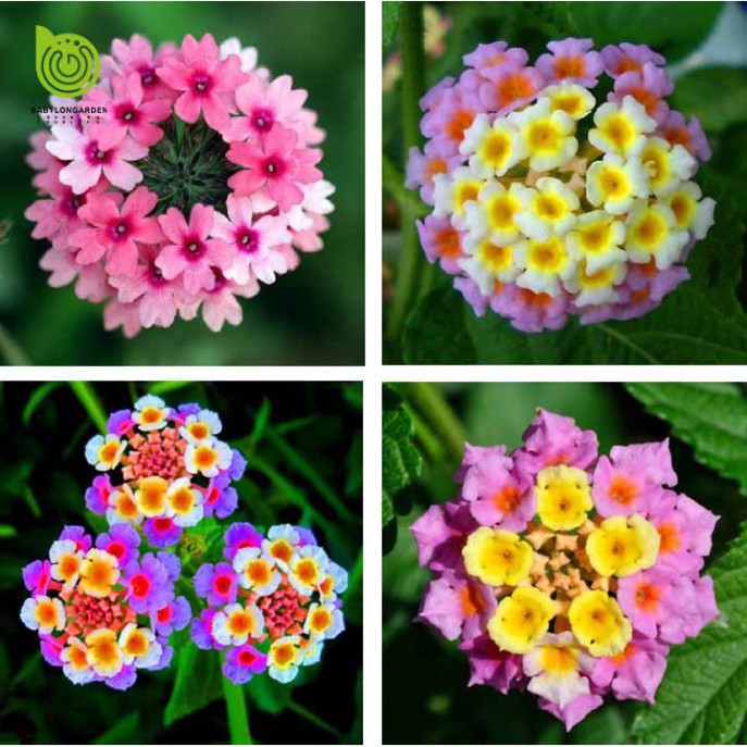 Hạt Giống Hoa Ngũ Sắc (gói 50 hạt, tặng phân)