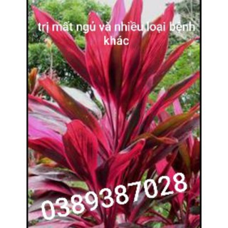 cây huyết dụ,1kg lá