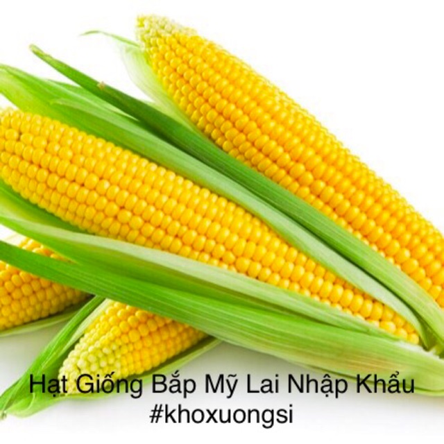 Hạt Giống Bắp Mỹ Lai F1, Bắp Mỹ Ngọt - Trái Lớn (gói Nhiều hạt, nãy mầm 95%)