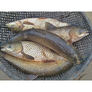 Thính bột câu cá trôi củ, cá to. Túi 500 Gram.