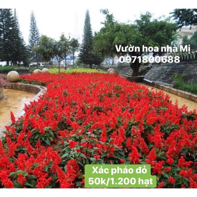 XÁC PHÁO ĐỎ 50k/1.200 hạt - Vườn hoa nhà Mị