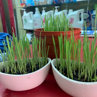 Cỏ mèo gói