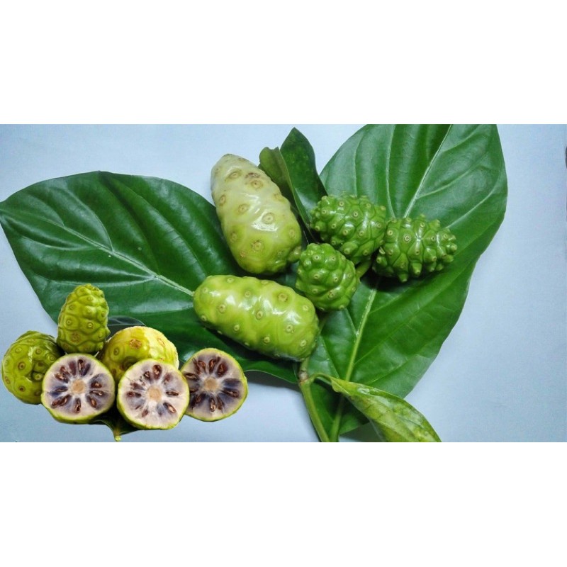Trái nhàu tươi xanh 1kg