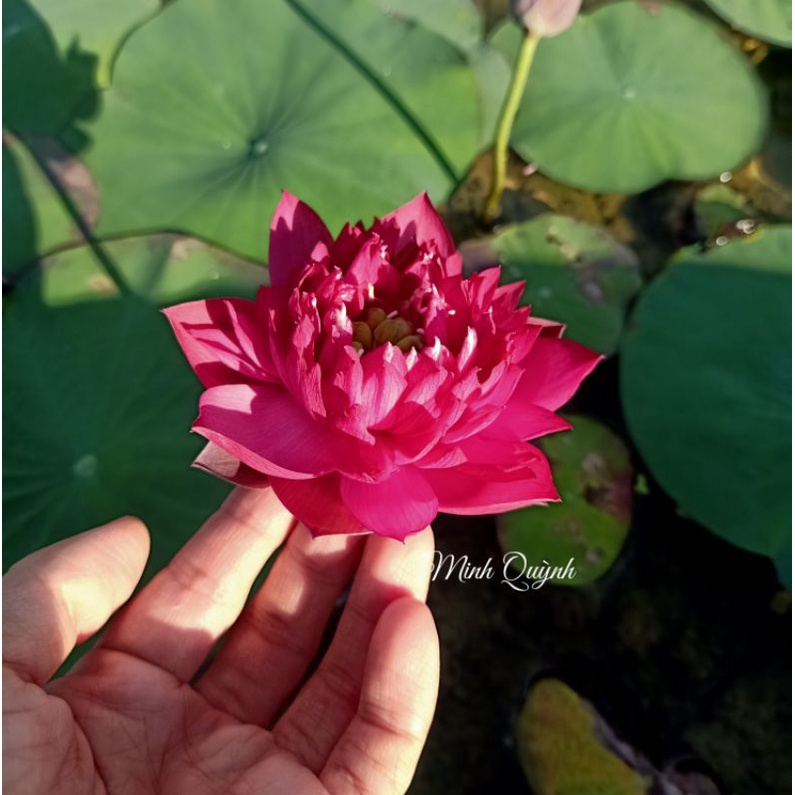 Củ sen mini Queen of heart