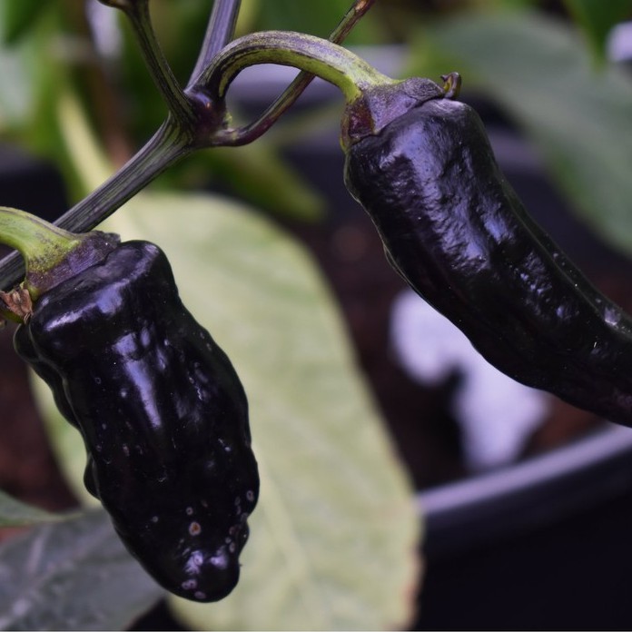 Hạt giống ớt Purple Tiger x Jalapeno V2 (No Variegated, Big Pod)