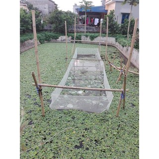 Tráng lưới nuôi ốc nhồi