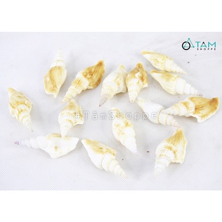Vỏ ốc nhảy dài trang trí phong cách biển hủ 160-180g HOS-18 tttm