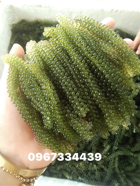 Quá rẻ RONG NHO TƯƠI 90k