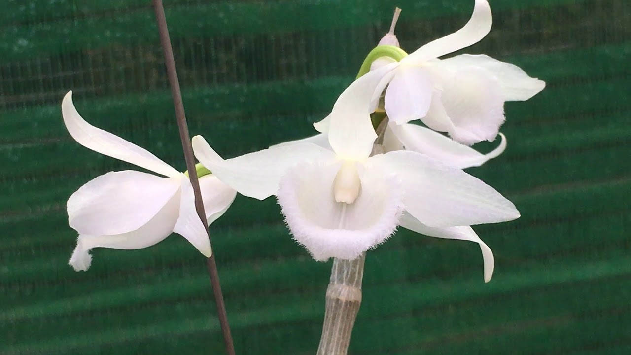 (sản phẩm mới) Phi điệp 5 cánh trắng Hà Đông, hoa đẹp, hiếm, ki tách từ thân mẹ, ấm chậu đua rể phát triển nhanh