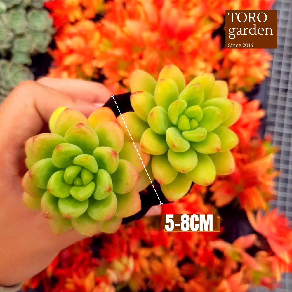 Sen đá sỏi thiên thanh xanh Đà Lạt size bé cây cảnh trang trí nhà cửa Toro garden