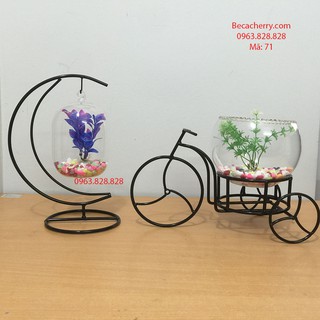 Combo bể cá mini 71 ( Tặng kèm phụ kiện trang trí )