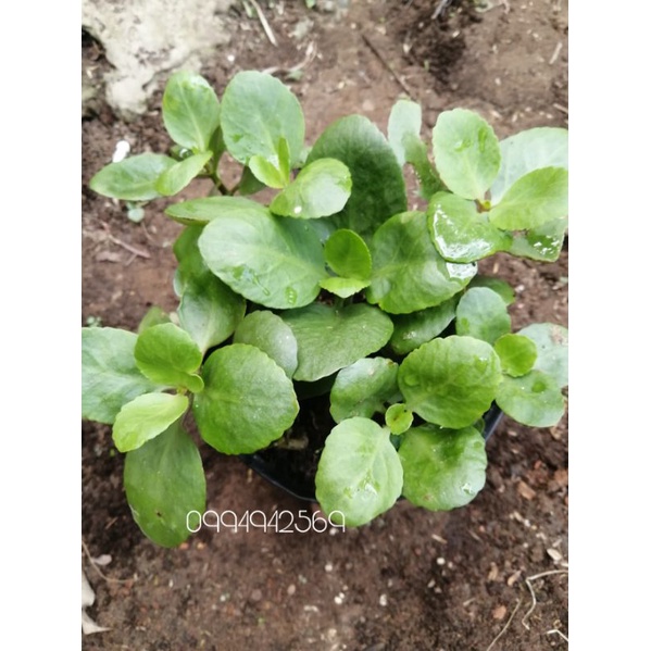 Cây giống sống đời đơn hoa đỏ