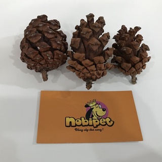 Set 3 Quả thông trang trí, vật dụng mài răng cho hamster, nhím kiểng, sóc cảnh Nobipet