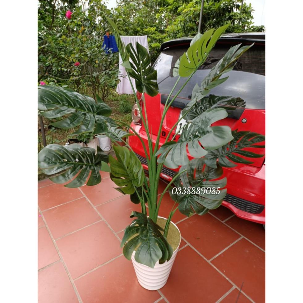 Cây trầu bà tay phật ( trầu bà lá xẻ)  1,3 và 1,9m -cây giả