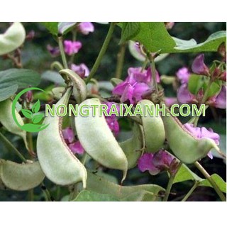 20H - HẠT GIỐNG ĐẬU VÁN XANH