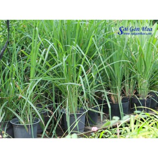 CÂY SẢ GIỐNG