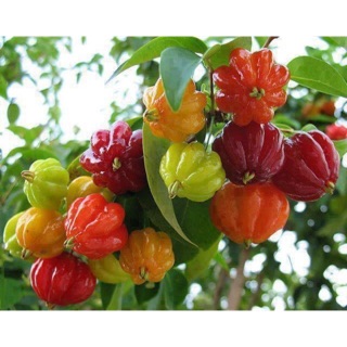 Cây cherry khía/ Cherry surinam- Cây chiết cành ổn định, nhanh cho trái- Cây hoa kiểng Đồng Tháp