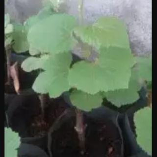 Cây giống nho ngón tay