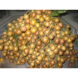 CÂY GIỐNG QUẤT HỒNG BÌ