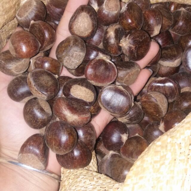 Hạt dẻ to