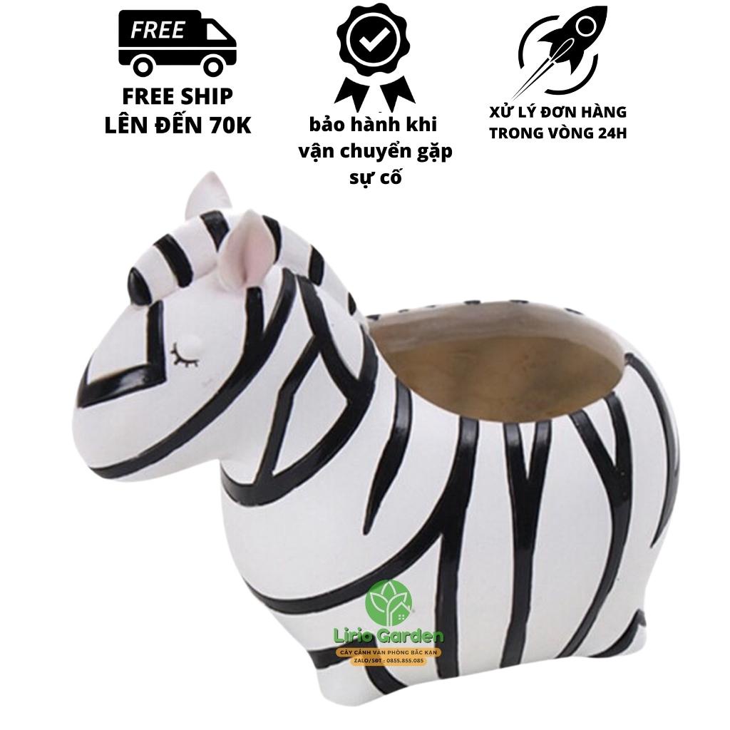 Chậu cây con ngựa vằn
