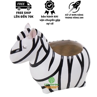 [ Quà Tặng Kèm ] chậu cây con ngựa vằn