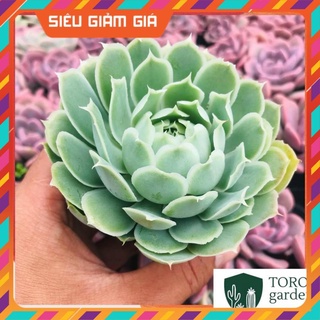 Sen đá bắp cải hàn xanh đà lạt 🥝 size bé 📮 siêu cute ❄️ hư 1 đổi 1