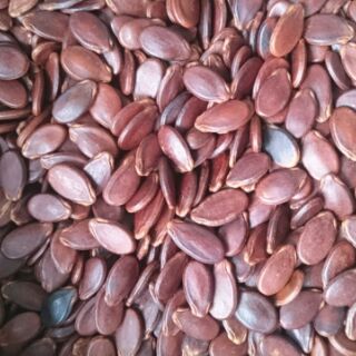 Combo 5kg hạt dưa không màu loại Đặc Biệt