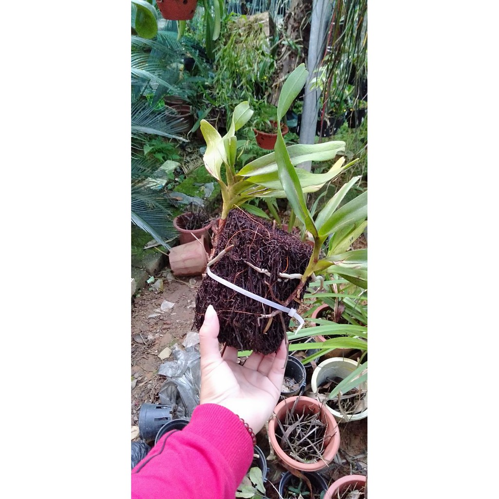 Hoa phong lan tam bảo sắc