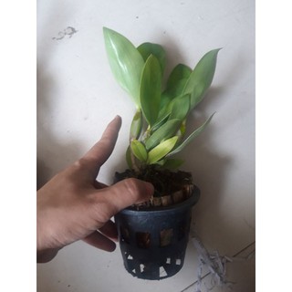 Lan kiều trắng chuẩn màu