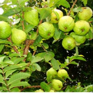 Cây ổi Nữ hoàng có trái sau 4-5 tháng trồng