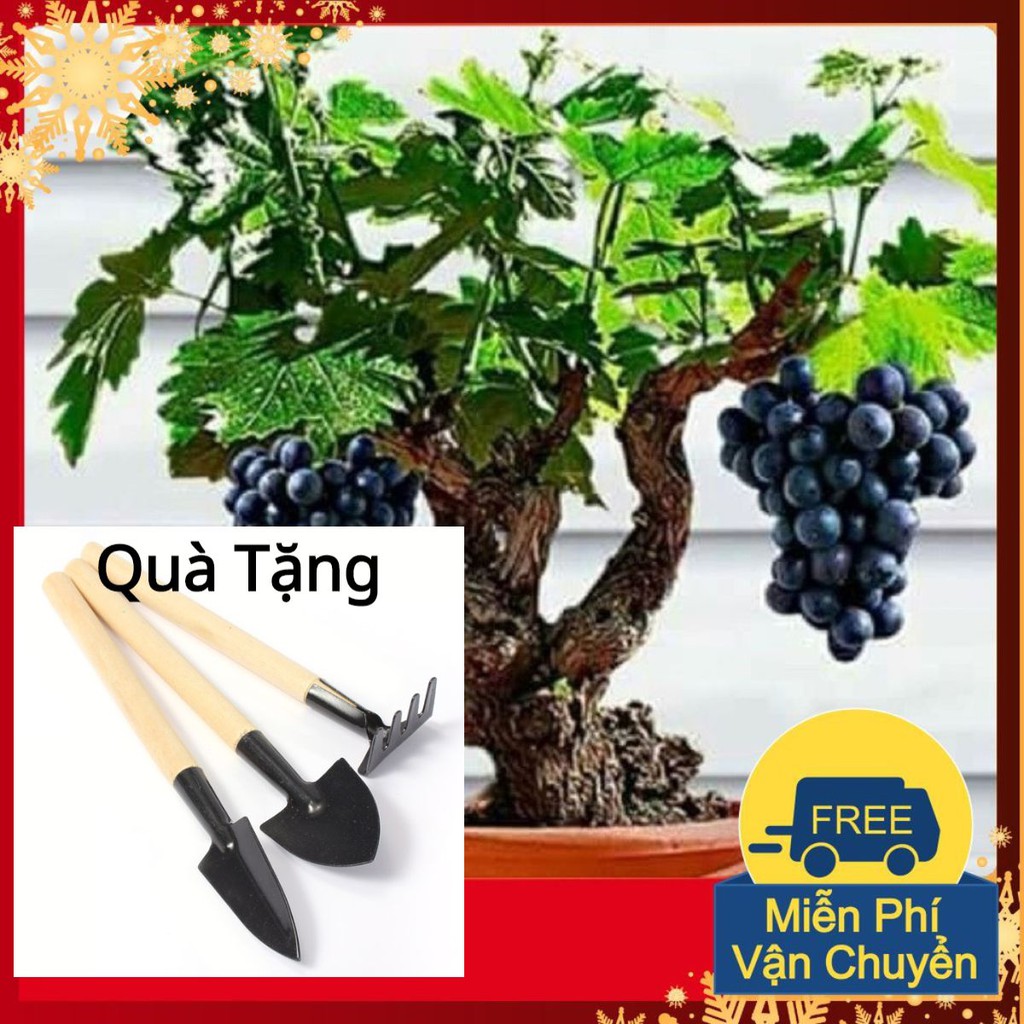 Hạt Giống Nho Lùn Pháp Tặng Bộ Dụng Cụ Mini Trồng Cây Tặng Bộ Dụng Cụ Mini Trồng Cây