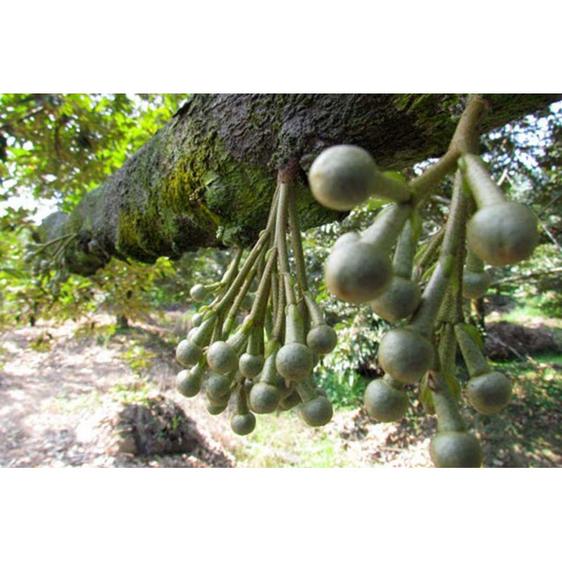 Phân bón Lân 86 Group, gói 1kg, siêu tạo mầm, ra hoa đồng loạt, ra hoa nghịch mùa