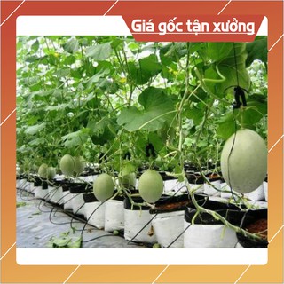 1Kg Túi PE Trồng Dưa Lưới Trồng Cà Chua, Dưa Chuột, Trồng Cây 40*40*20 (Hàng Loại 1)