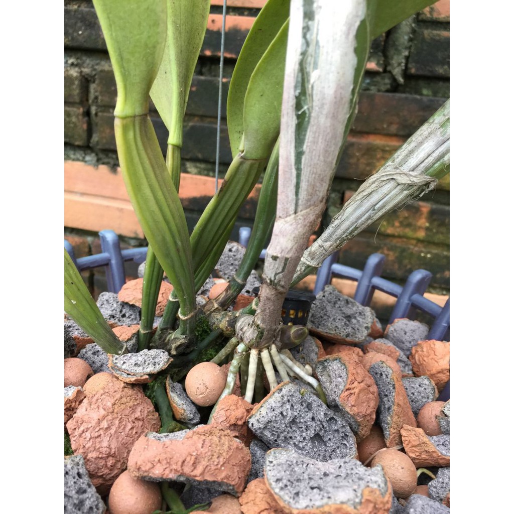 Đất sét nung popper Thái Lan- trồng xương rồng, trồng lan, trồng cây sứ gói 1 lít - đủ size