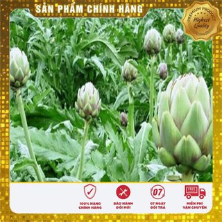 4 Hạt giống Atiso xanh (tặng gói Kích nẩy mầm và Hướng dẫn) VIETSEED