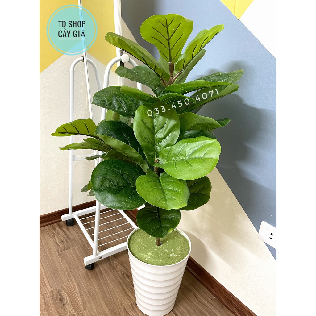 Cây giả - Cây bàng singapore giả decor cao 1M có 3 nhánh