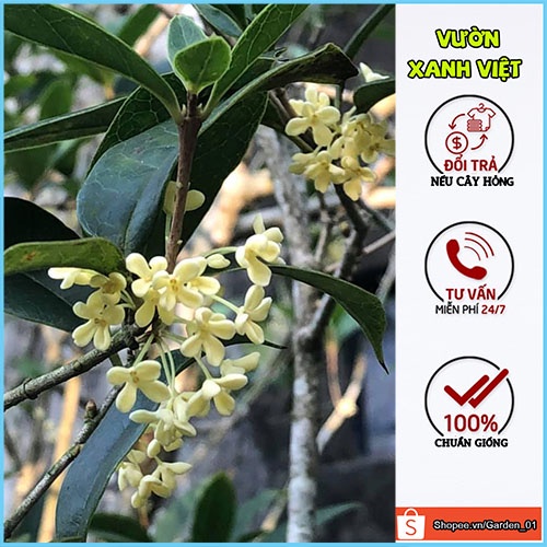 Cây mộc hương ta, cây giống mộc hương F1 khỏe mạnh, dễ trồng dễ chăm sóc - Vườn Xanh Việt