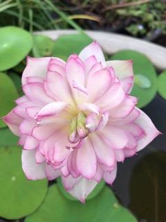 Củ sen mini lucky pink