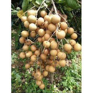 CÂY GIỐNG Nhãn Tiêu Da Bò (Siêu sớm, Siêu trái).